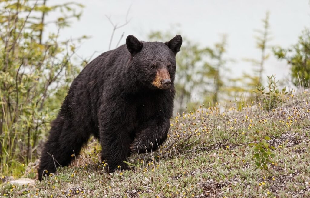 balochistan black bear