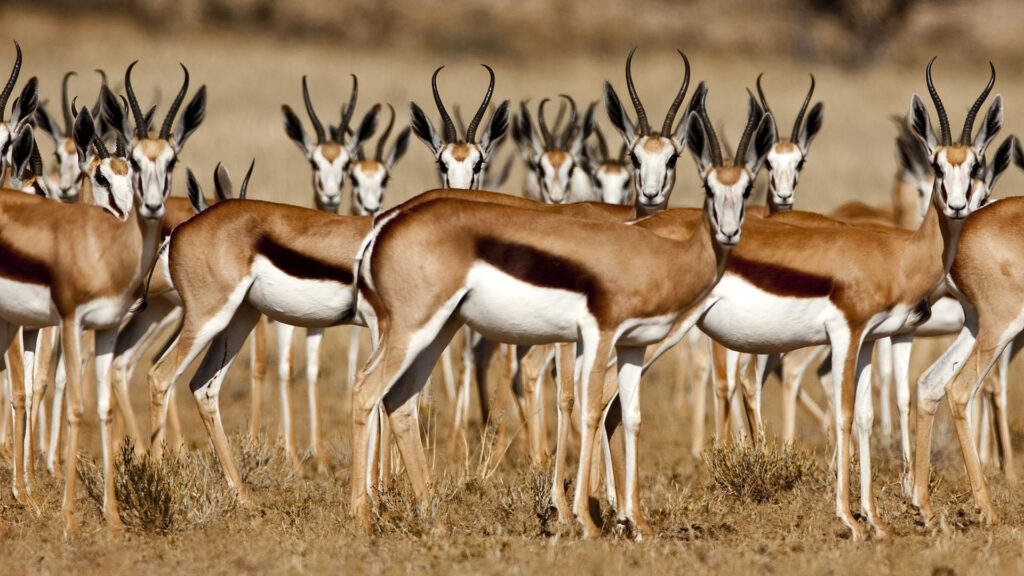 Guardians of the Desert: Conservation Efforts for Balochistan’s Endangered Gazelles